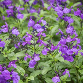 Salvia microphylla 'So Cool Purple' - Sauge violette arbustive