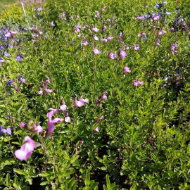 Salvia microphylla 'Trenance' - Sauge violine arbustive
