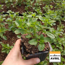 Salvia microphylla 'Trenance' - Sauge violine arbustive