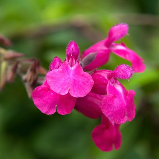 Salvia microphylla 'Pink pong' - Sauge arbustive rose vif