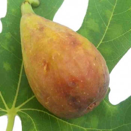 Ficus carica 'Longue d'Août' - Figuier d'été - Figue banane
