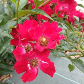 Rosa 'Red Cascade' - Rosier nain paysager retombant rouge