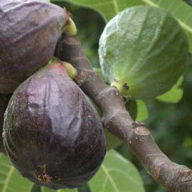 Ficus carica 'Noire de Bellone' - Figuier comestible Sultane