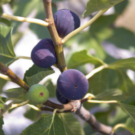 Ficus carica 'Violette Dauphine' - Figuier AUTOFERTILE
