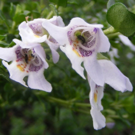Prostanthera cuneata - Menthe d'Australie parfumée