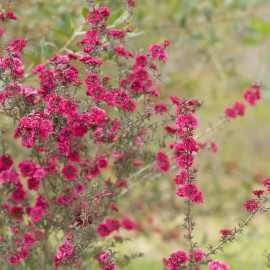 Leptospermum scoparium 'Wiki Kerry' - Manuka rouge compact
