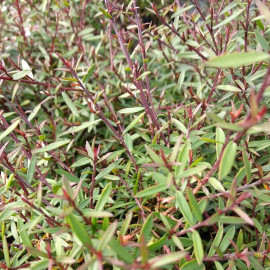 Leptospermum scoparium 'Wiki Kerry' - Manuka rouge compact