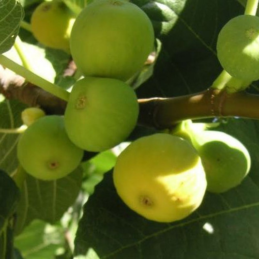Ficus carica 'Dame Blanche' - Figuier comestible 