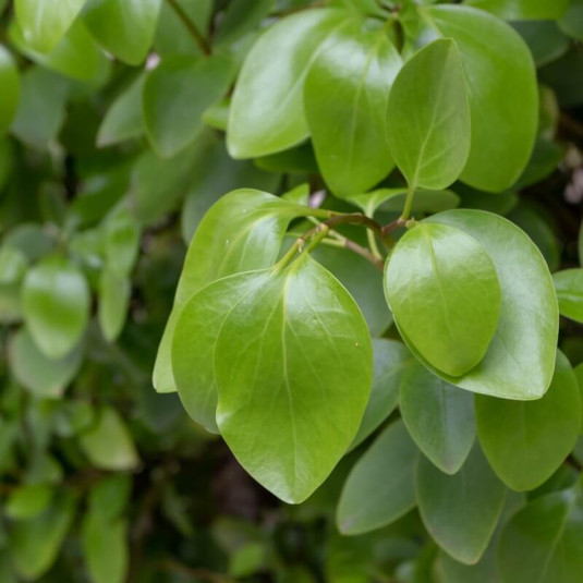 Griselinia littoralis ‘Redge’ Griseline de bord de mer — free download