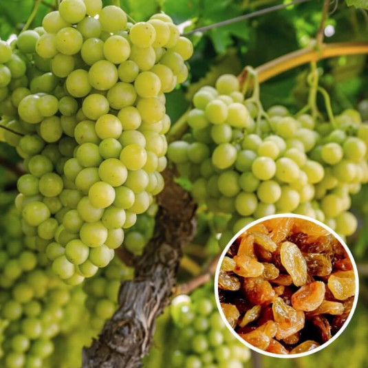 Vitis vinifera 'Sultanine' *ZPd4 - Vigne grimpante - Raisin de table sans pépins