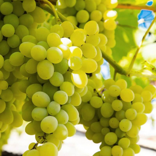 Vitis vinifera 'Sulima' *ZPd4 - Vigne grimpante - Raisin de table sans pépins