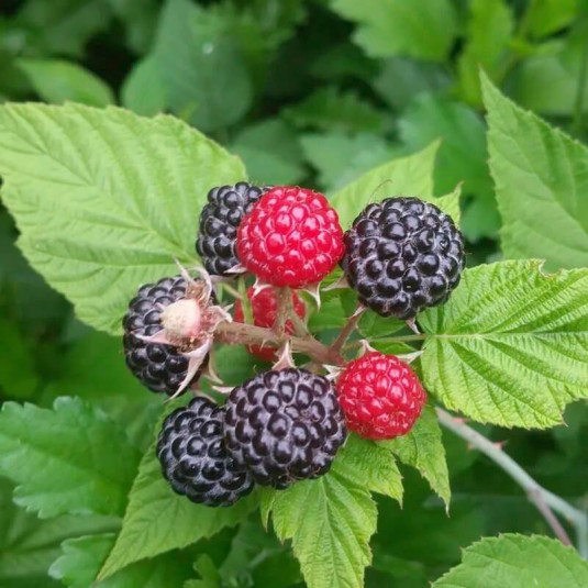 Rubus idaeus 'Black Jewel' - Framboisier à fruits noirs
