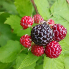 Rubus idaeus 'Black Jewel' - Framboisier à fruits noirs