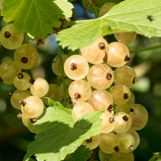 Ribes rubrum ‘Werdavia’ - Groseillier à grappes blanches
