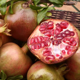 Punica granatum 'Kazake' - Grenadier à fruit sucré résistant au froid