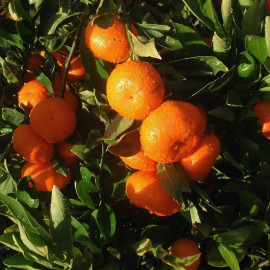 Citrus reticulata - Mandarinier deliciosa - Mandarine