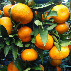Citrus reticulata - Mandarinier deliciosa - Mandarine