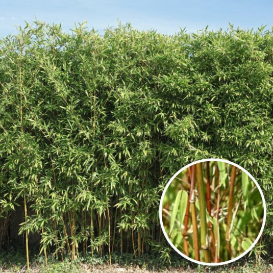 Fargesia robusta 'Tauro' - Bambou plein soleil non-envahissant