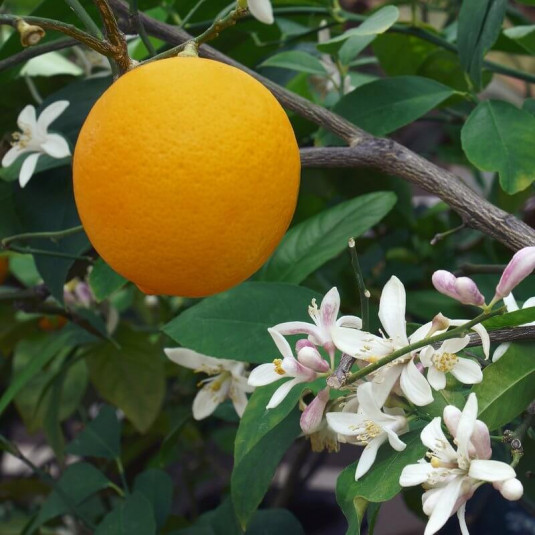 Citrus meyeri - Citronnier de Meyer