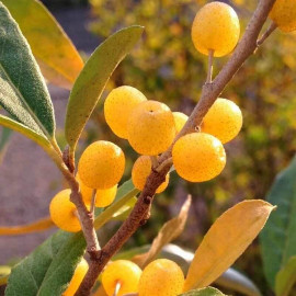 Elaeagnus umbellata 'Pointilla Fortunella' - Eleagnus à fruits jaunes