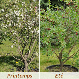 Prunus Carmine Jewel - Cerisier nain griotte