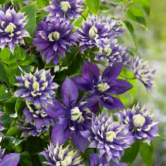 Clematis 'Taiga' - Clématite à fleurs bleues doubles