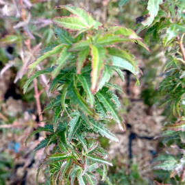 Acer palmatum 'Koto Hime' - Erable du Japon issu de GREFFE
