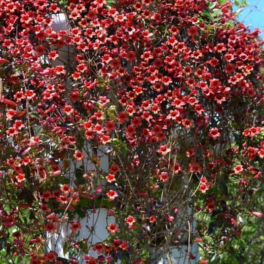 Campsis capreolata ‘Atrosanguinea’ - Bignone à vrilles rouge