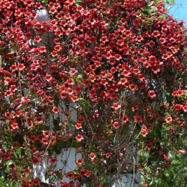 Campsis capreolata ‘Atrosanguinea’ - Bignone à vrilles rouge