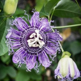 Passiflora incarnata - Passiflore officinale - Fleur de la passion