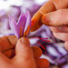 Crocus sativus - Crocus à safran