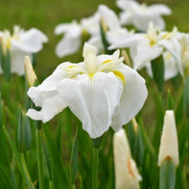 Iris ensata - Iris du Japon blanc