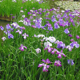 Iris ensata - Iris du Japon blanc