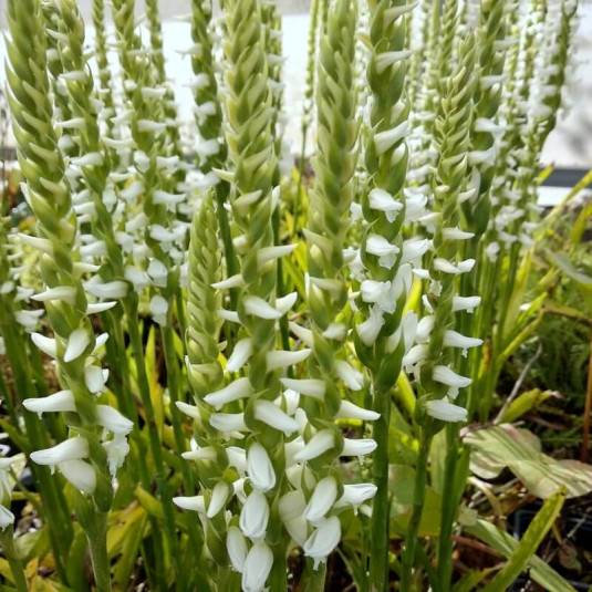 Spiranthes cernua var 'odorata Chadd's Ford' - Orchidée terrestre blanche