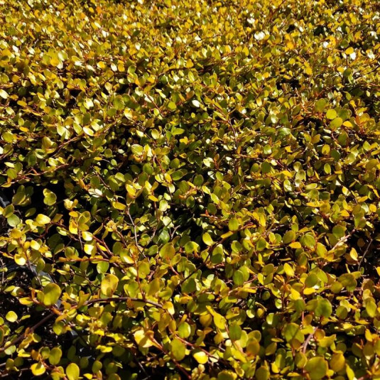 Muehlenbeckia complexa 'Golden Girl' – Vigne capillaire dorée