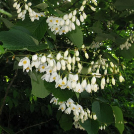 Styrax obassia - Styrax à feuilles rondes