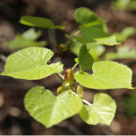 Tilia cordata - Tilleul des bois à petites feuilles
