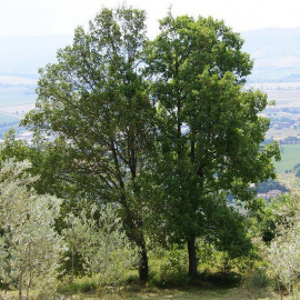 Quercus pubescens - Chêne pubescent - Chene truffier (Non Mycorhizé)