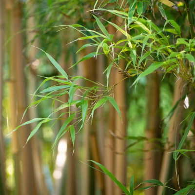 Bambou pour balcon et terrasse : Botanic®, bambou fargesia - botanic®