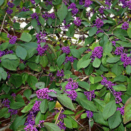 Callicarpa bodinieri 'Profusion' - Callicarpe - Arbuste aux bonbons violet