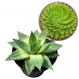 Aloe polyphylla - Aloès spirale