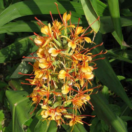 Hedychium coccineum 'Tara' - Gingembre orange ornemental