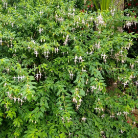 Fuchsia magellanica 'Alba' - Fuschia de Magellan arbustif