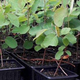 Amelanchier alnifolia 'Sleyt' - Saskatoon compact à gros fruits noirs