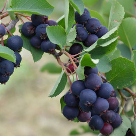 Amelanchier alnifolia 'Thiessen' - Amelanchier à fruits