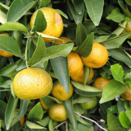 Citrus reshni - Mandarinier Cléopâtre