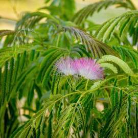 Calliandra surinamensis 'Dixie Pink' - Arbre aux houpettes