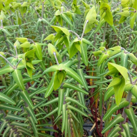 Euphorbia lathyris - Euphorbe des jardins