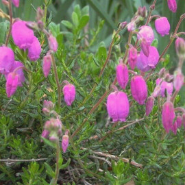 Daboecia cantabrica 'Atropurpurea' - Bruyère d'Irlande rose
