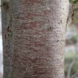 Ostrya carpinifolia - Charme houblon - Ostryer